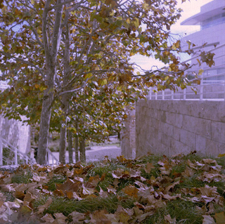 Illustration for article titled Shooting Challenge Fall Leaves Gallery 4